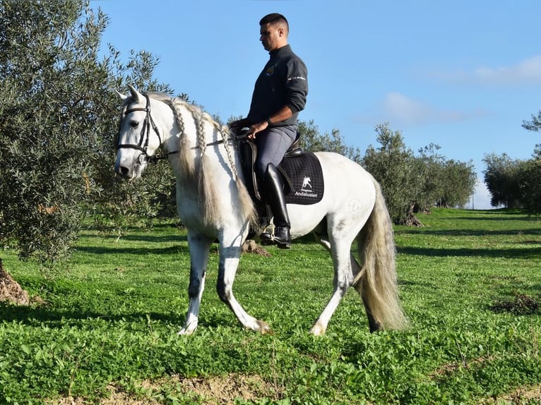 PRE Mix Wallach 6 Jahre 162 cm Schimmel in Kronach