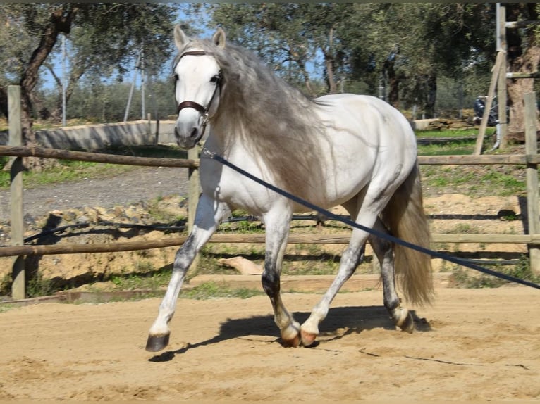 PRE Mix Wallach 6 Jahre 162 cm Schimmel in Kronach