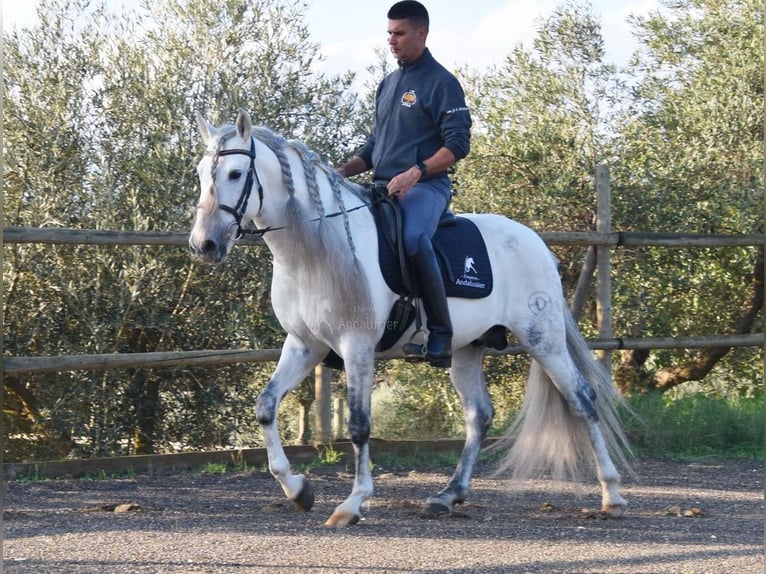 PRE Mix Wallach 6 Jahre 162 cm Schimmel in Kronach