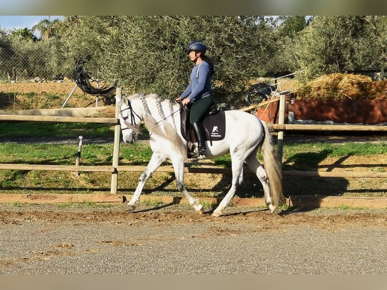 PRE Mix Wallach 6 Jahre 162 cm Schimmel in Kronach