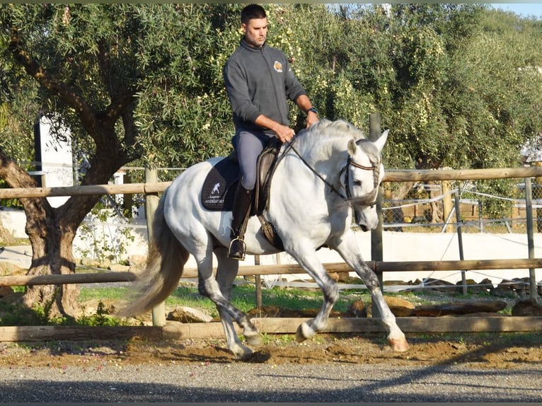 PRE Mix Wallach 6 Jahre 162 cm Schimmel in Kronach