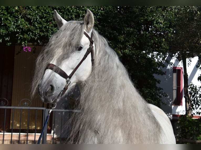 PRE Mix Wallach 6 Jahre 162 cm Schimmel in Kronach