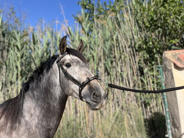 PRE Mix Wallach 6 Jahre 162 cm Schimmel in Guardamar del Segura