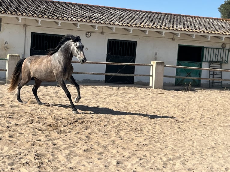 PRE Mix Wallach 6 Jahre 162 cm Schimmel in Guardamar del Segura