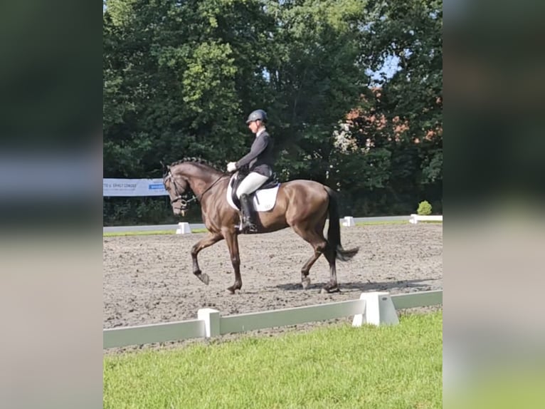 PRE Mix Wallach 6 Jahre 162 cm Schwarzbrauner in Haren