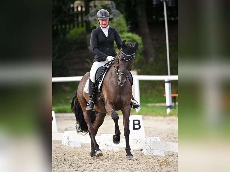 PRE Mix Wallach 6 Jahre 162 cm Schwarzbrauner in Haren