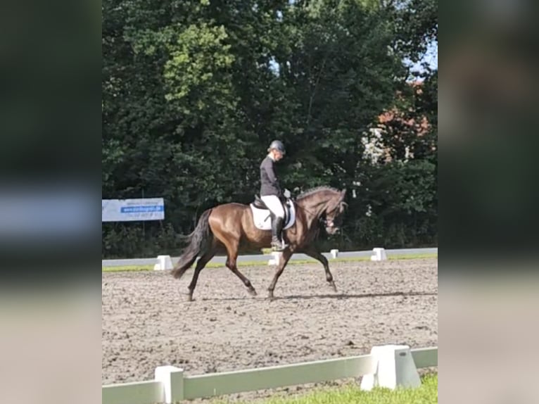 PRE Mix Wallach 6 Jahre 162 cm Schwarzbrauner in Haren