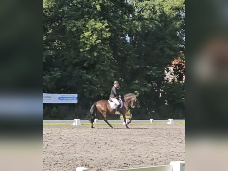 PRE Mix Wallach 6 Jahre 162 cm Schwarzbrauner in Haren