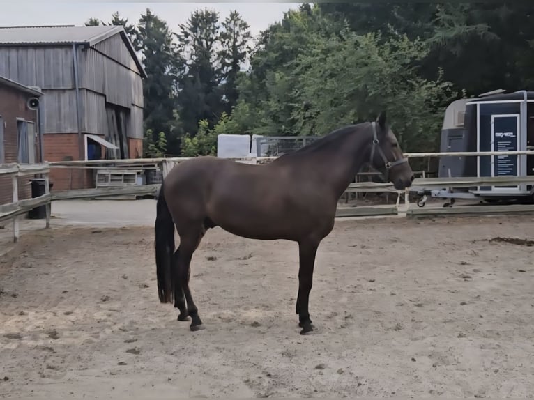 PRE Mix Wallach 6 Jahre 162 cm Schwarzbrauner in Haren