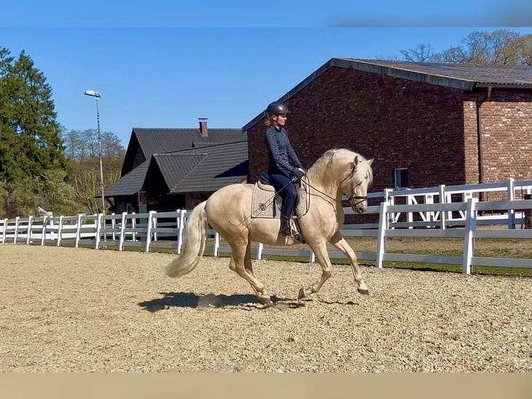 PRE Mix Wallach 6 Jahre 163 cm Palomino in Niederkrüchten
