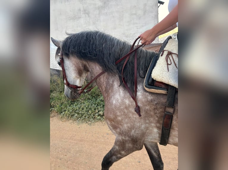 PRE Mix Wallach 6 Jahre 163 cm Schimmel in San Juan De Aznalfarache