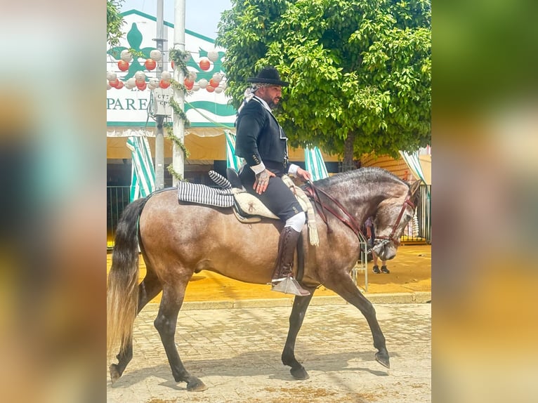 PRE Mix Wallach 6 Jahre 163 cm Schimmel in San Juan De Aznalfarache