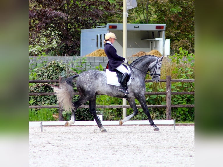 PRE Mix Wallach 6 Jahre 163 cm Schimmel in Schwarzmannshofen