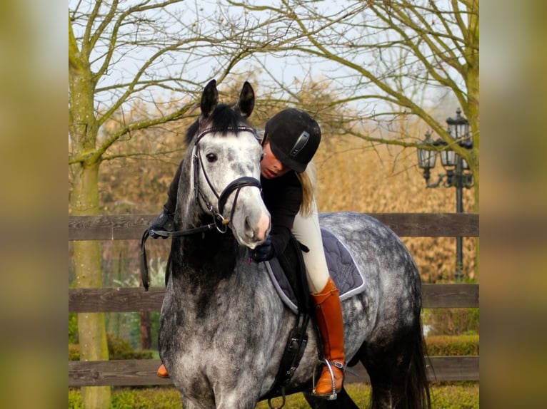 PRE Mix Wallach 6 Jahre 163 cm Schimmel in Schwarzmannshofen