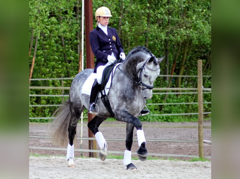 PRE Mix Wallach 6 Jahre 163 cm Schimmel in Schwarzmannshofen
