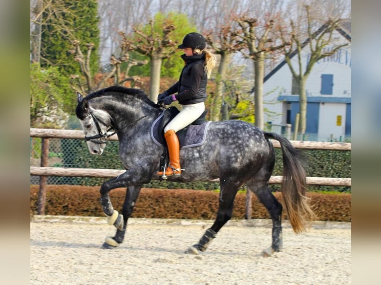 PRE Mix Wallach 6 Jahre 163 cm Schimmel in Schwarzmannshofen