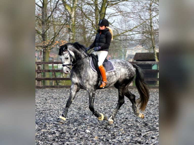 PRE Mix Wallach 6 Jahre 163 cm Schimmel in Schwarzmannshofen