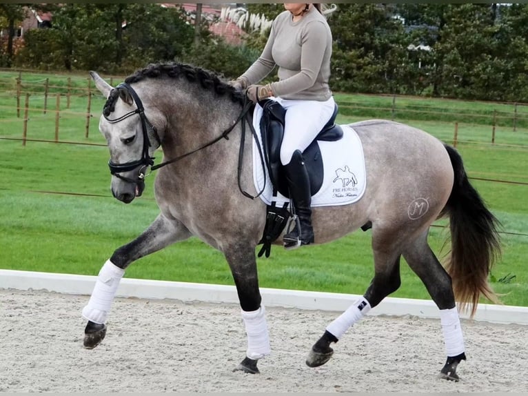 PRE Mix Wallach 6 Jahre 163 cm Schimmel in Pelmberg