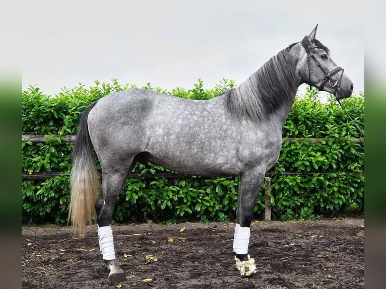 PRE Mix Wallach 6 Jahre 164 cm Apfelschimmel in Boxtel