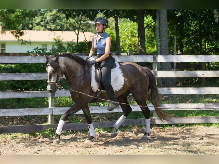 PRE Mix Wallach 6 Jahre 164 cm Apfelschimmel in Frankenthal (Pfalz)