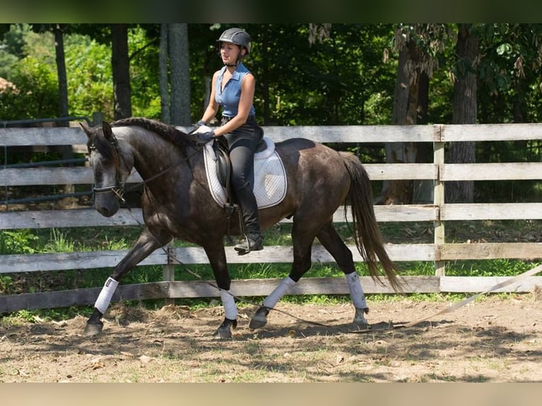 PRE Mix Wallach 6 Jahre 164 cm Apfelschimmel in Frankenthal (Pfalz)