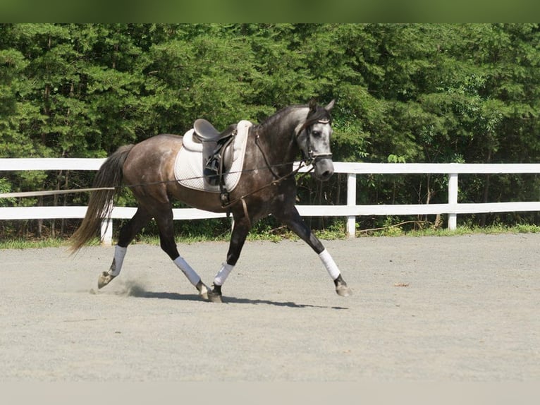 PRE Mix Wallach 6 Jahre 164 cm Apfelschimmel in Frankenthal (Pfalz)