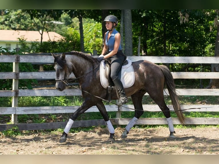 PRE Mix Wallach 6 Jahre 164 cm Apfelschimmel in Frankenthal (Pfalz)