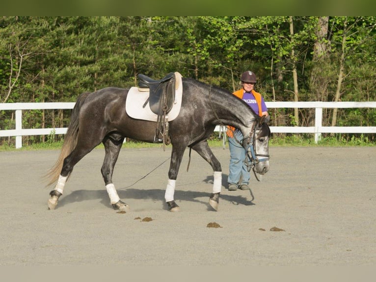 PRE Mix Wallach 6 Jahre 164 cm Apfelschimmel in Frankenthal (Pfalz)