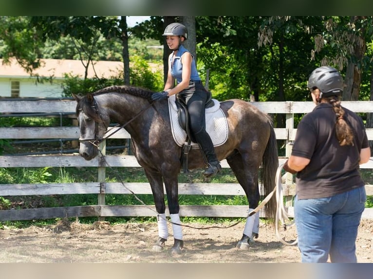 PRE Mix Wallach 6 Jahre 164 cm Apfelschimmel in Frankenthal (Pfalz)