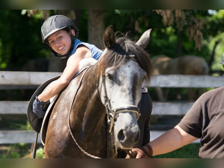 PRE Mix Wallach 6 Jahre 164 cm Apfelschimmel in Frankenthal (Pfalz)