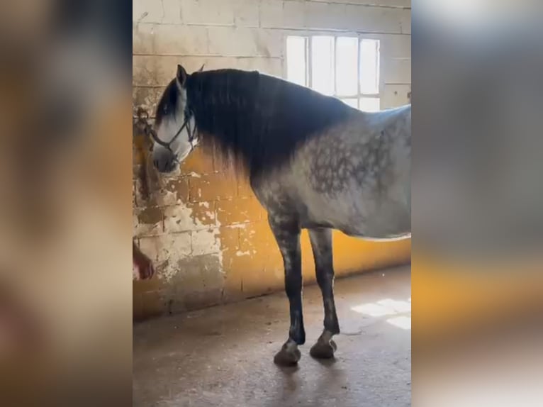 PRE Wallach 6 Jahre 164 cm Apfelschimmel in Candeleda
