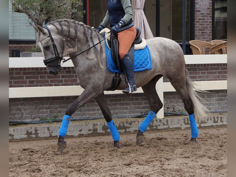 PRE Mix Wallach 6 Jahre 164 cm Apfelschimmel in Beinhausen