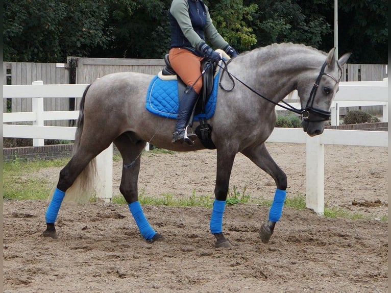 PRE Mix Wallach 6 Jahre 164 cm Apfelschimmel in Beinhausen