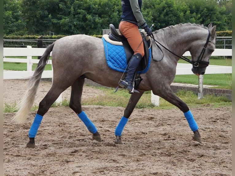 PRE Mix Wallach 6 Jahre 164 cm Apfelschimmel in Beinhausen