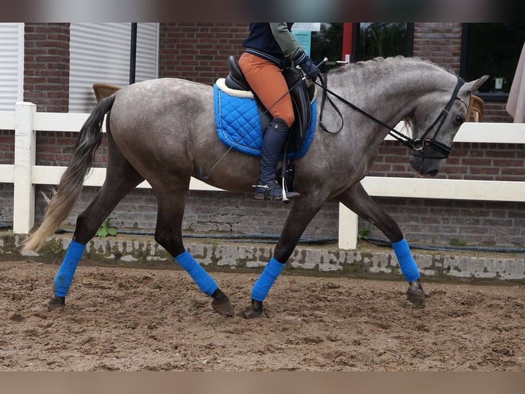 PRE Mix Wallach 6 Jahre 164 cm Apfelschimmel in Beinhausen