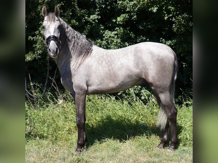 PRE Mix Wallach 6 Jahre 164 cm Apfelschimmel in Beinhausen