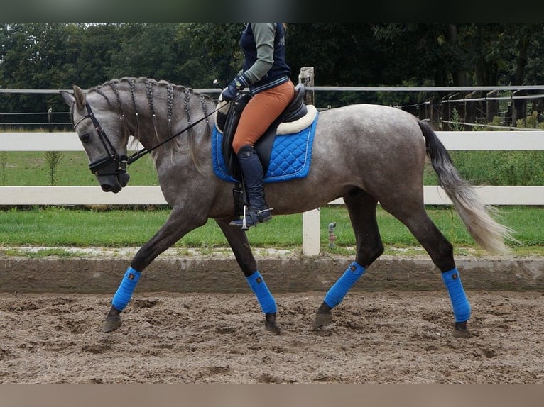 PRE Mix Wallach 6 Jahre 164 cm Apfelschimmel in Beinhausen