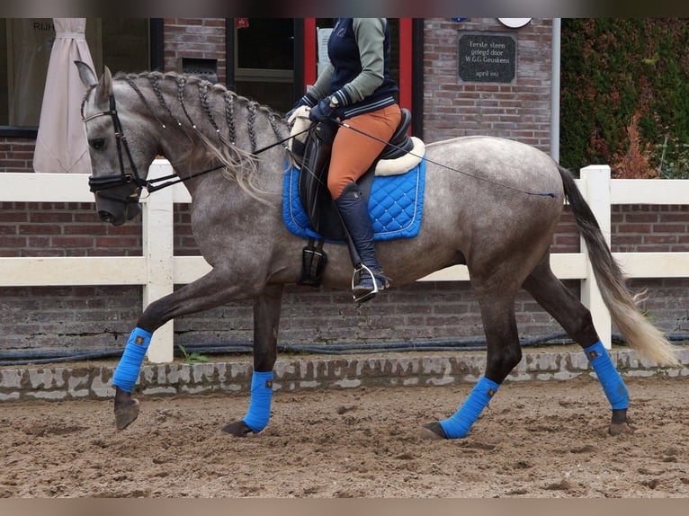 PRE Mix Wallach 6 Jahre 164 cm Apfelschimmel in Beinhausen