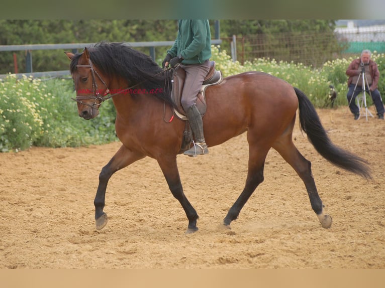 PRE Mix Wallach 6 Jahre 164 cm Brauner in Pruna/Sevilla