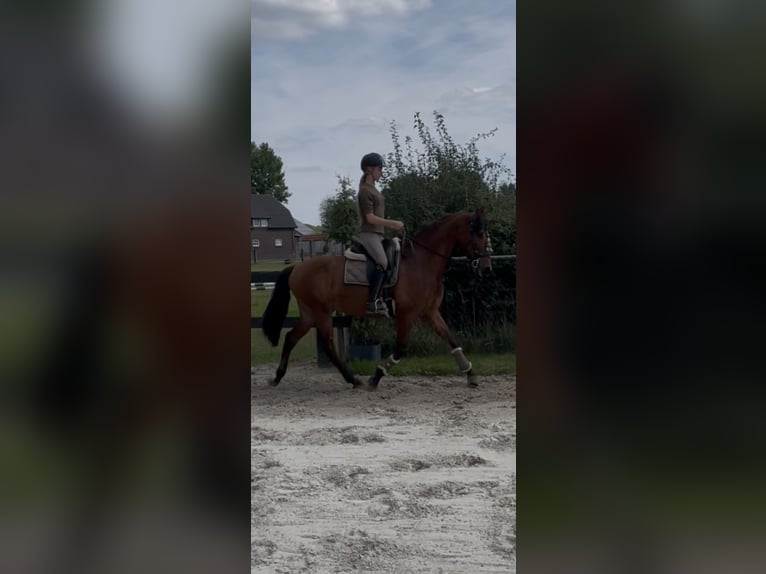 PRE Mix Wallach 6 Jahre 164 cm Brauner in Goch