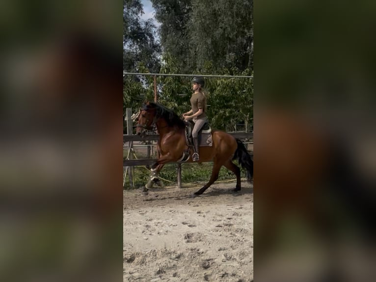 PRE Mix Wallach 6 Jahre 164 cm Brauner in Goch