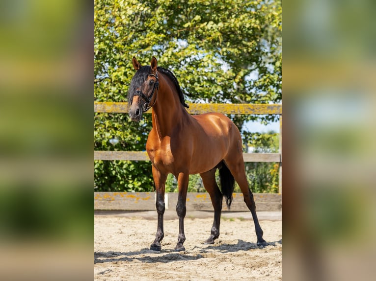 PRE Mix Wallach 6 Jahre 164 cm Brauner in Goch
