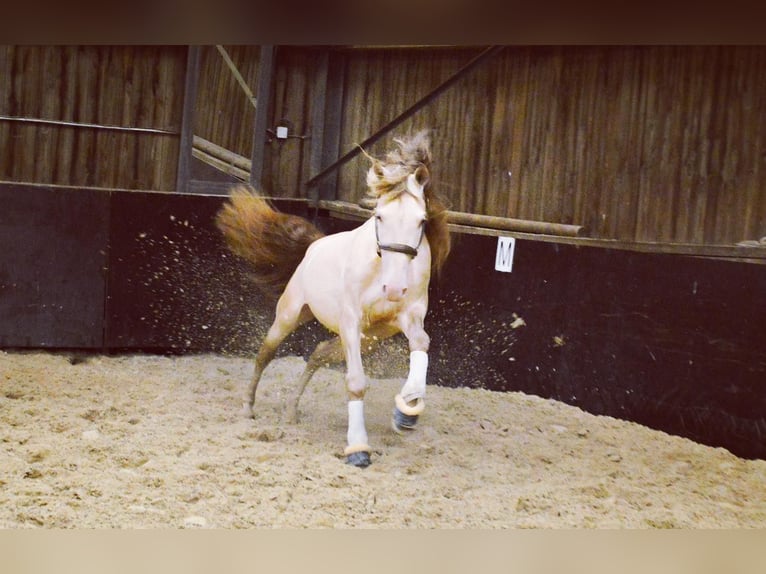 PRE Mix Wallach 6 Jahre 164 cm Cremello in Niddatal
