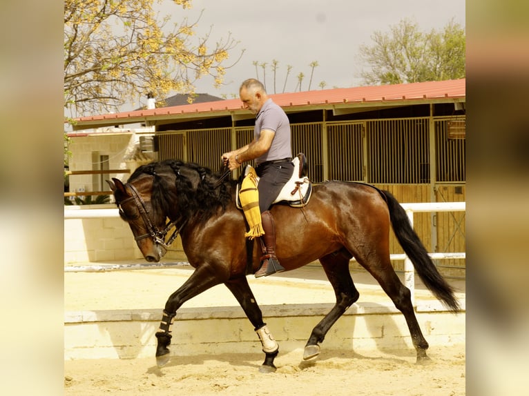 PRE Wallach 6 Jahre 164 cm Dunkelbrauner in Br&#xFC;ggen