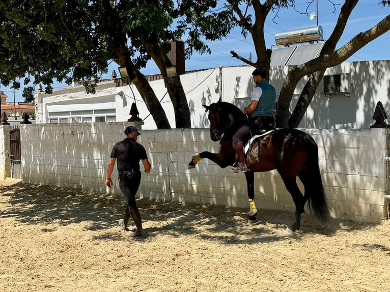 PRE Wallach 6 Jahre 164 cm Dunkelbrauner in Br&#xFC;ggen