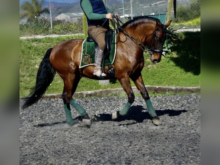 PRE Wallach 6 Jahre 164 cm Dunkelbrauner in Br&#xFC;ggen