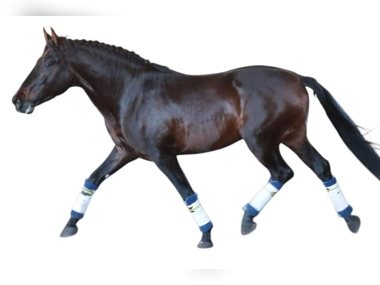 PRE Wallach 6 Jahre 164 cm Dunkelbrauner in Br&#xFC;ggen