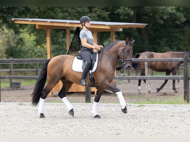 PRE Wallach 6 Jahre 164 cm Dunkelbrauner in Dorsten