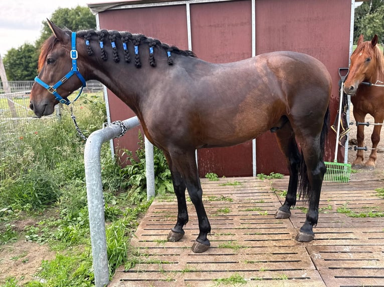 PRE Wallach 6 Jahre 164 cm Dunkelbrauner in Dorsten