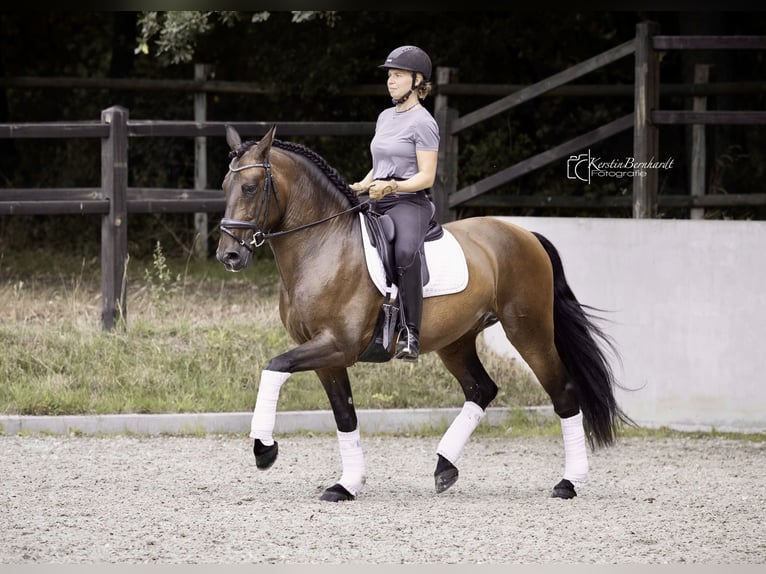 PRE Wallach 6 Jahre 164 cm Dunkelbrauner in Dorsten